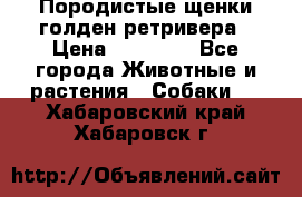 Породистые щенки голден ретривера › Цена ­ 25 000 - Все города Животные и растения » Собаки   . Хабаровский край,Хабаровск г.